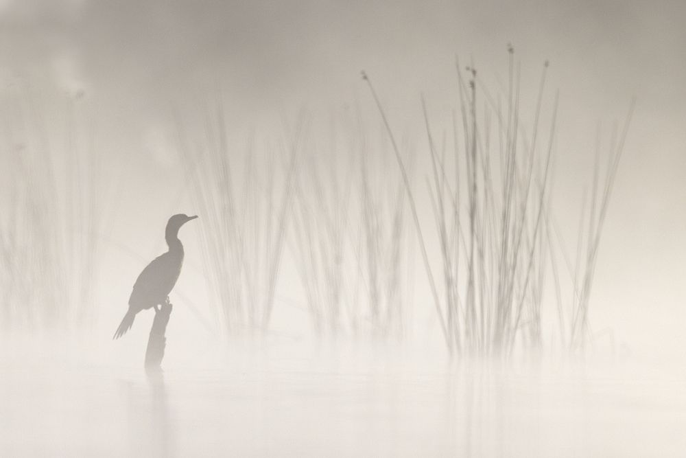 Photograph by Esteban Argerich