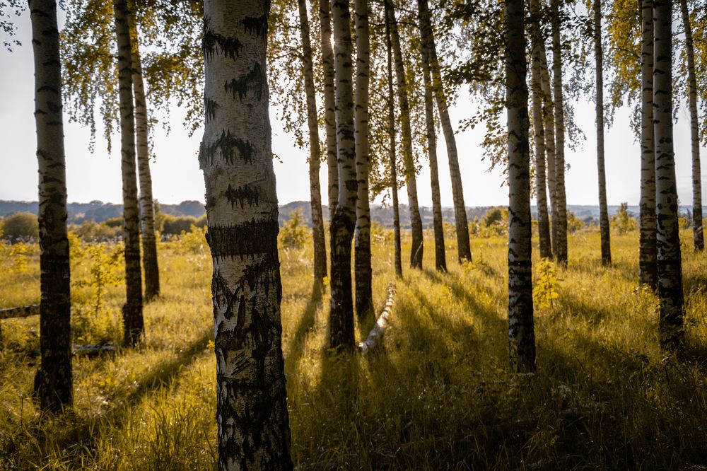 Берёзовая роща в лучах заката