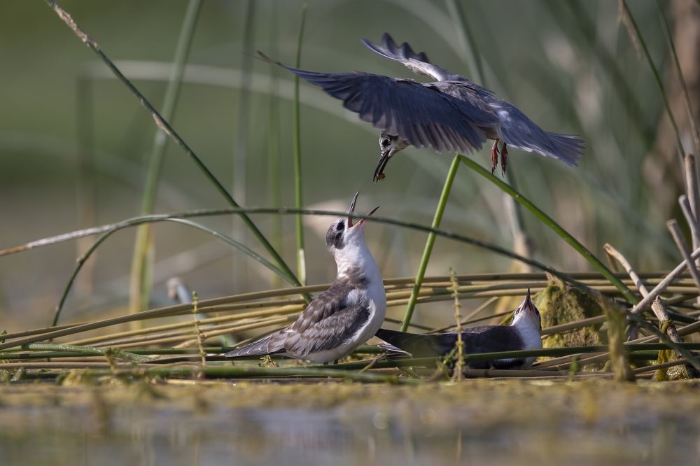 Photograph by Rimantas Stankunas