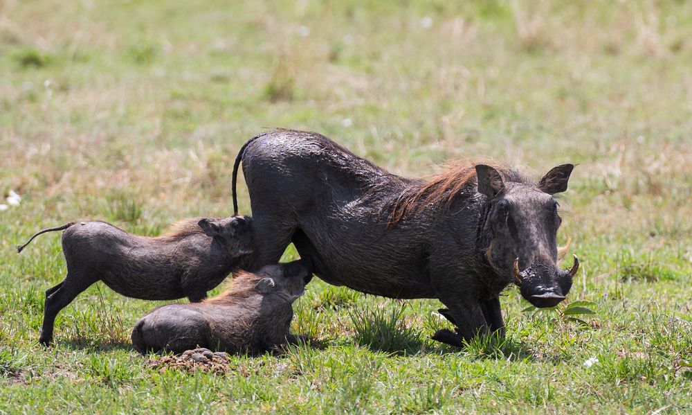 Photograph by Ranjith Kumar