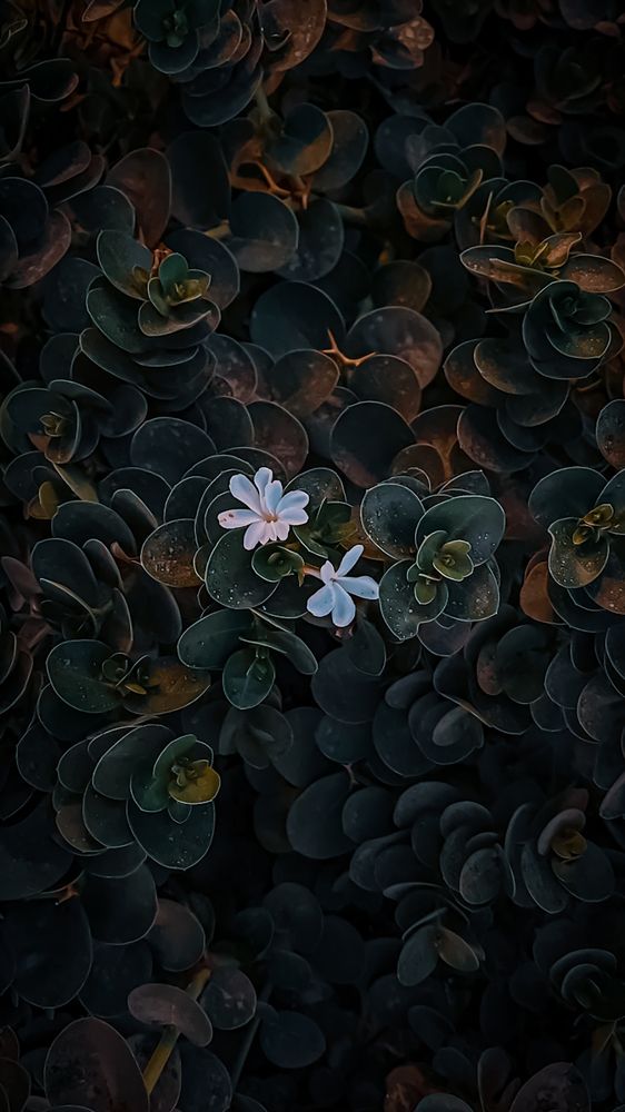 Photograph by Ali Al-karar