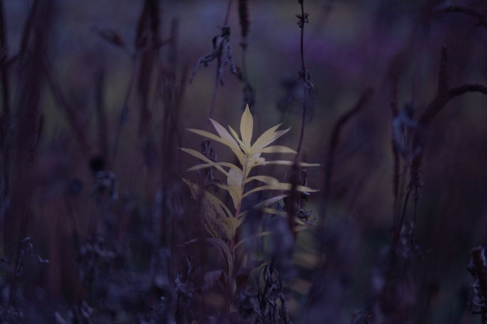 Photograph by Ксения Лаевская