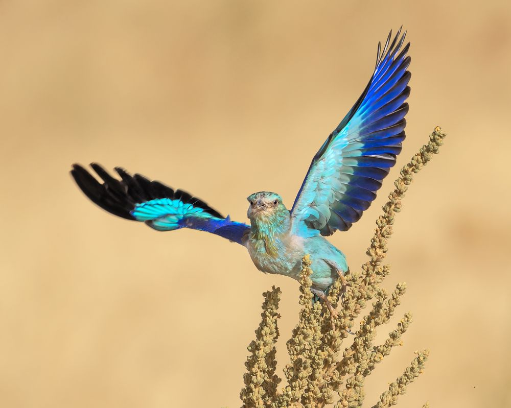 Photograph by Laila Bidah