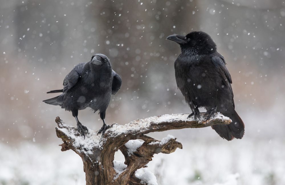 Photograph by Владимир Пакалевич