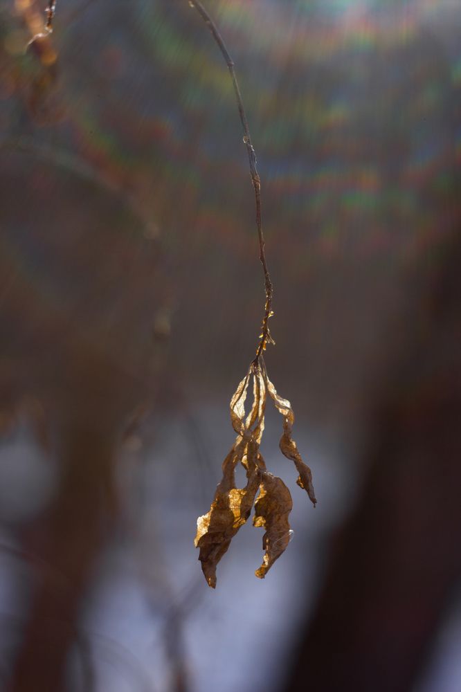 Photograph by Елена Богданова