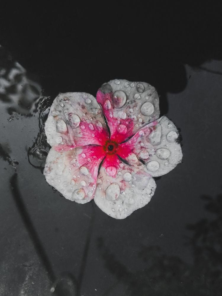 Photograph by Twizz Twizz