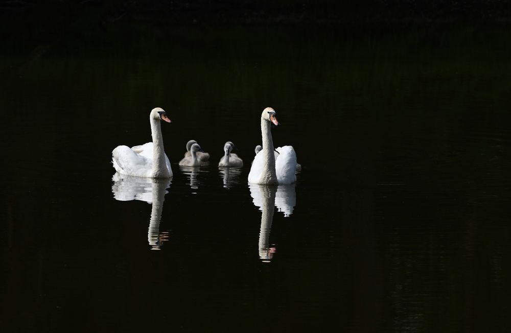 Лебединая семья