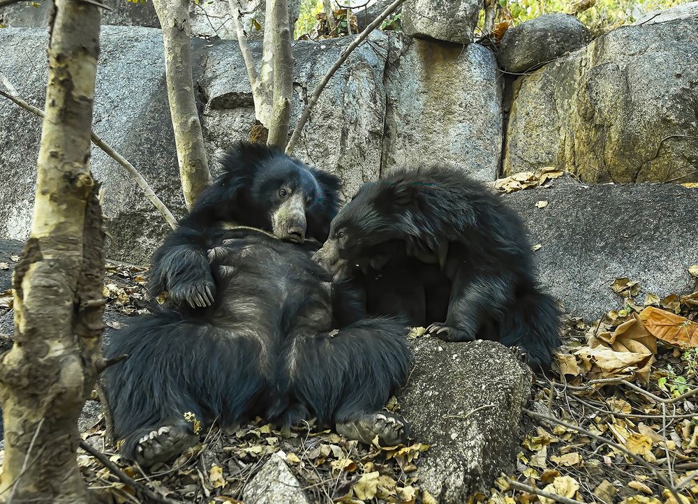 Photograph by Rajarshi Banerji