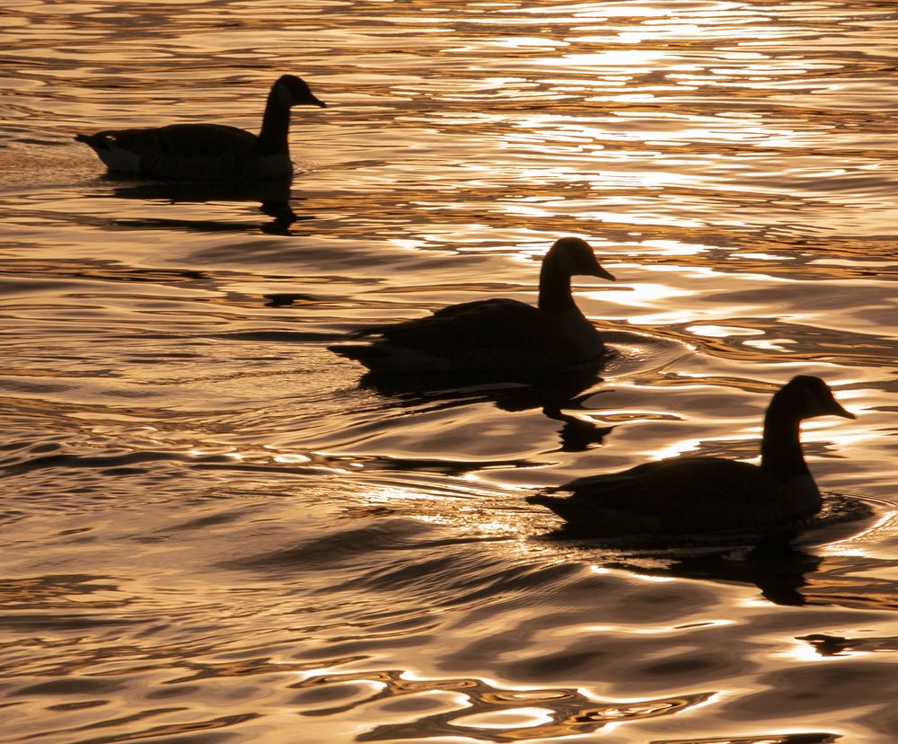 Уроки на озере Вэллен