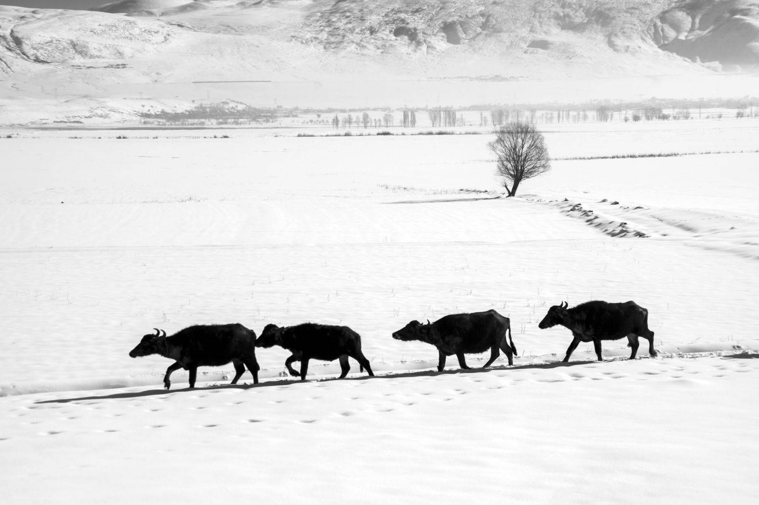 buffaloes