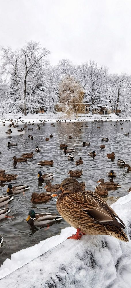 Где зимуют уточки?