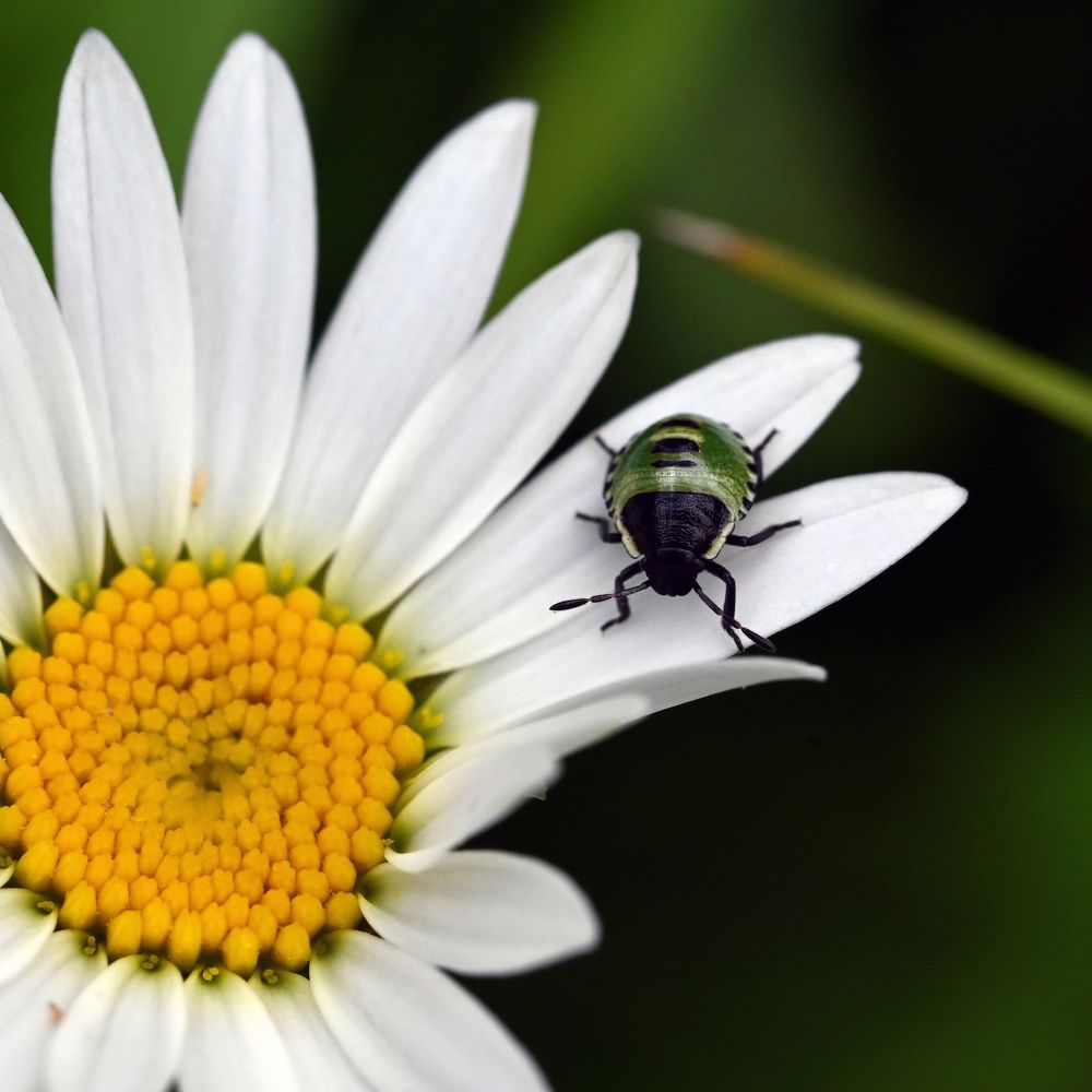 Photograph by Алексей Гордеев