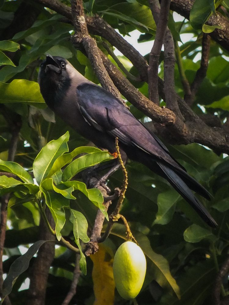 Photograph by Ayan Kumar Das