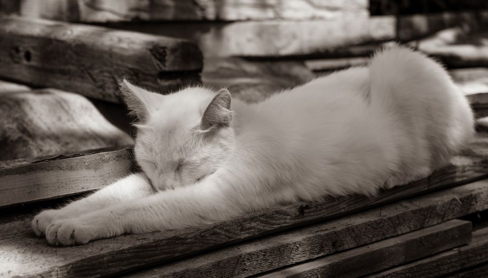 Photograph by Elena Lopatina