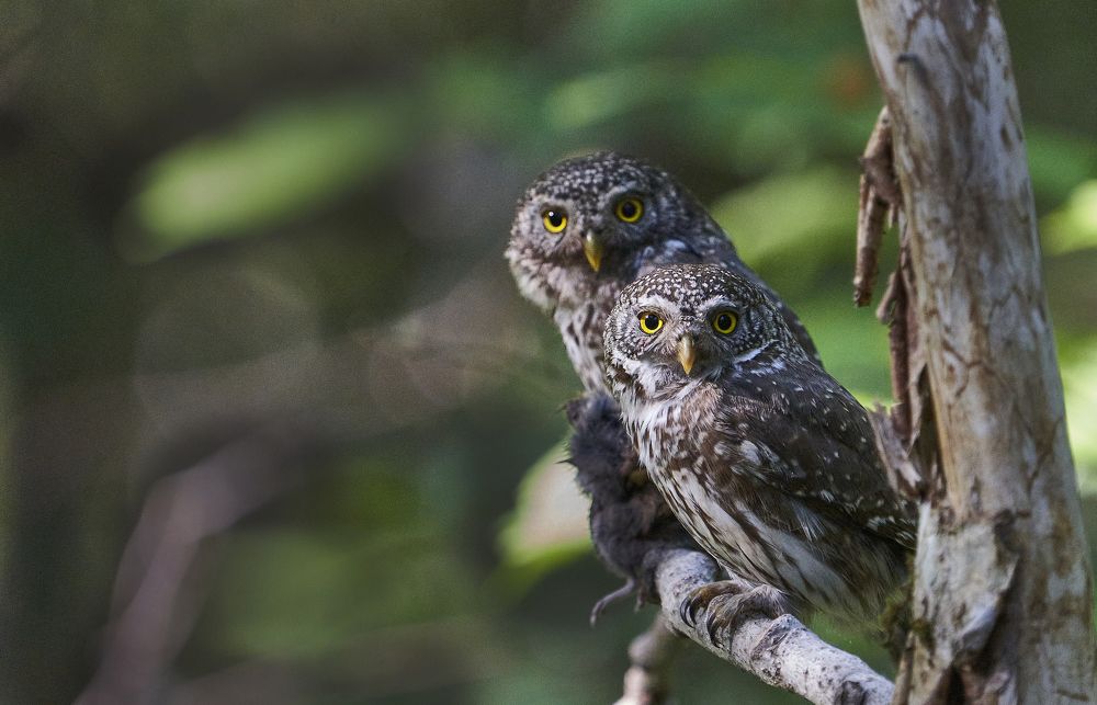 Pygmy Owls share their catch.