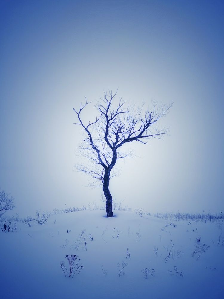 Одинокое дерево