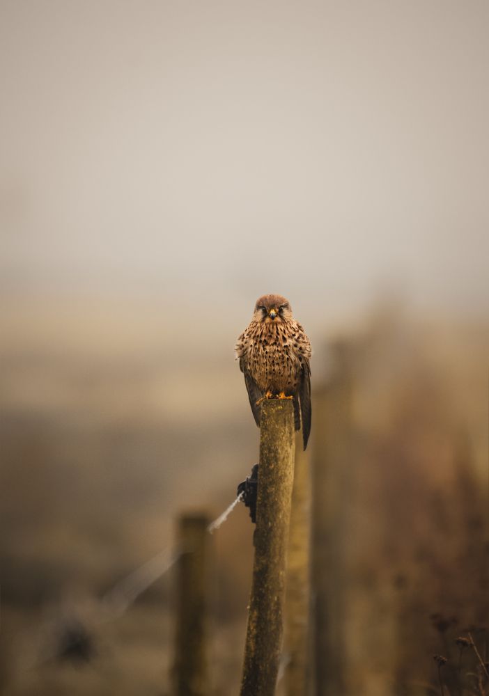 Photograph by Marius Karlsson