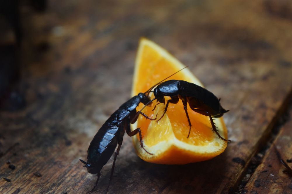 Photograph by Полина Крапивинцева