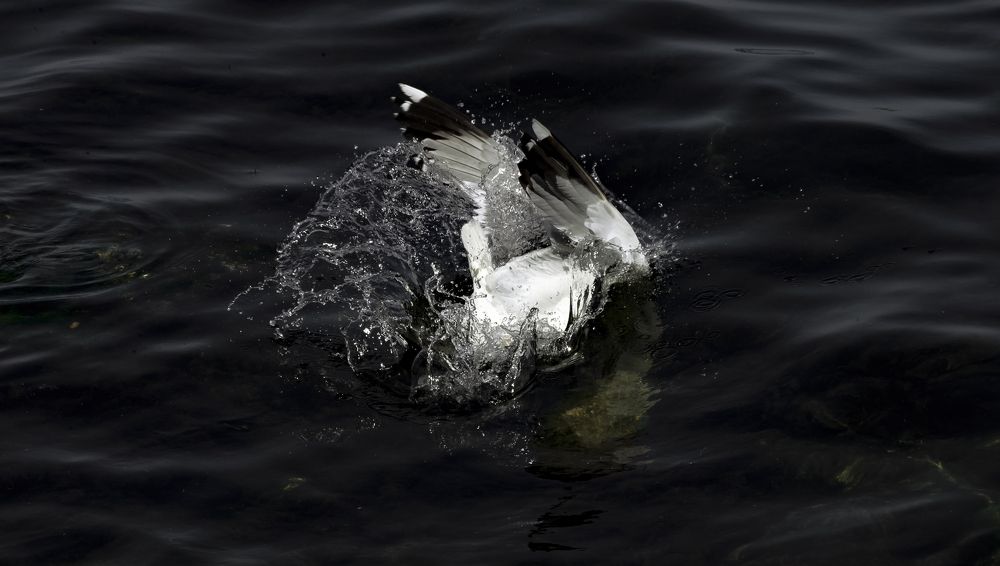 Photograph by Ольга Сербина