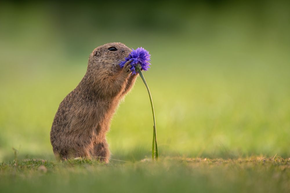 ... ground squirrel and cornflower