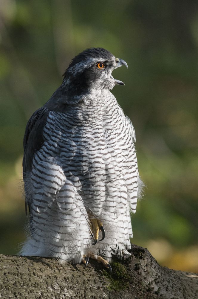 Тетеревятник - Northern goshawk - Accipiter gentilis (самец)