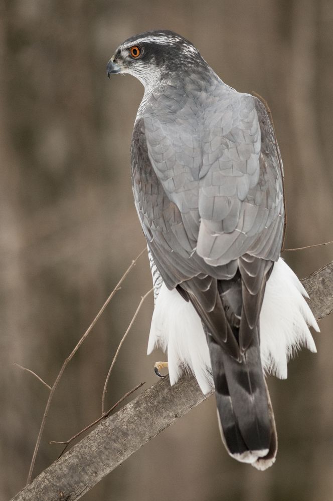 Тетеревятник - Northern goshawk - Accipiter gentilis (самец)