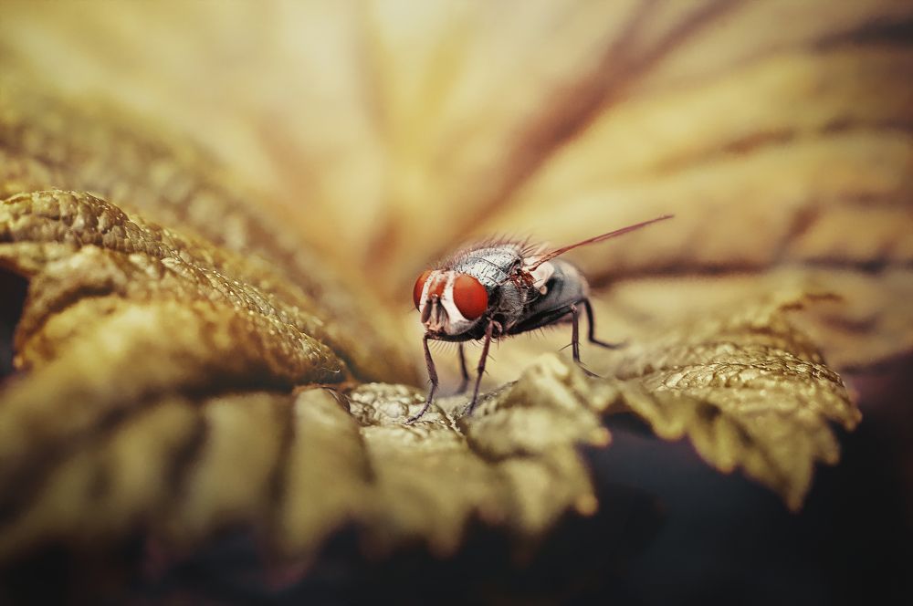 Photograph by Юлия Макаренко