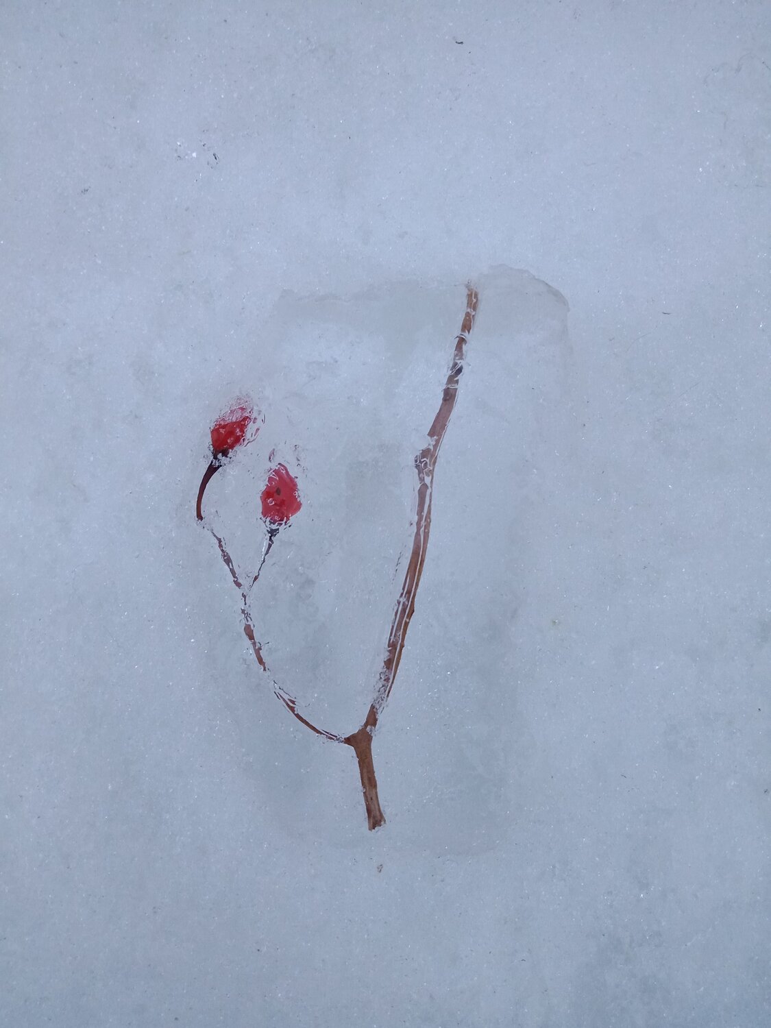 Photo #7358262