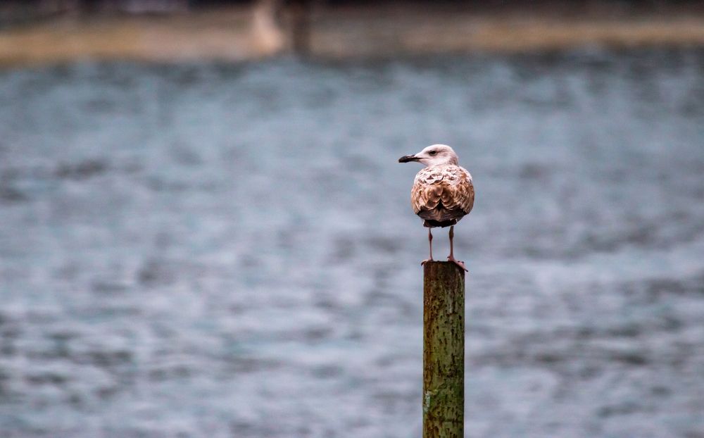 Photograph by Мария Мостипака