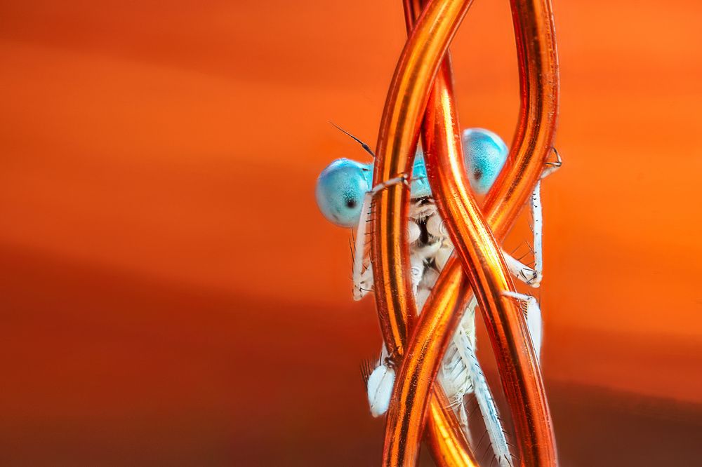 Photograph by Pedro Luis Ajuriaguerra Saiz