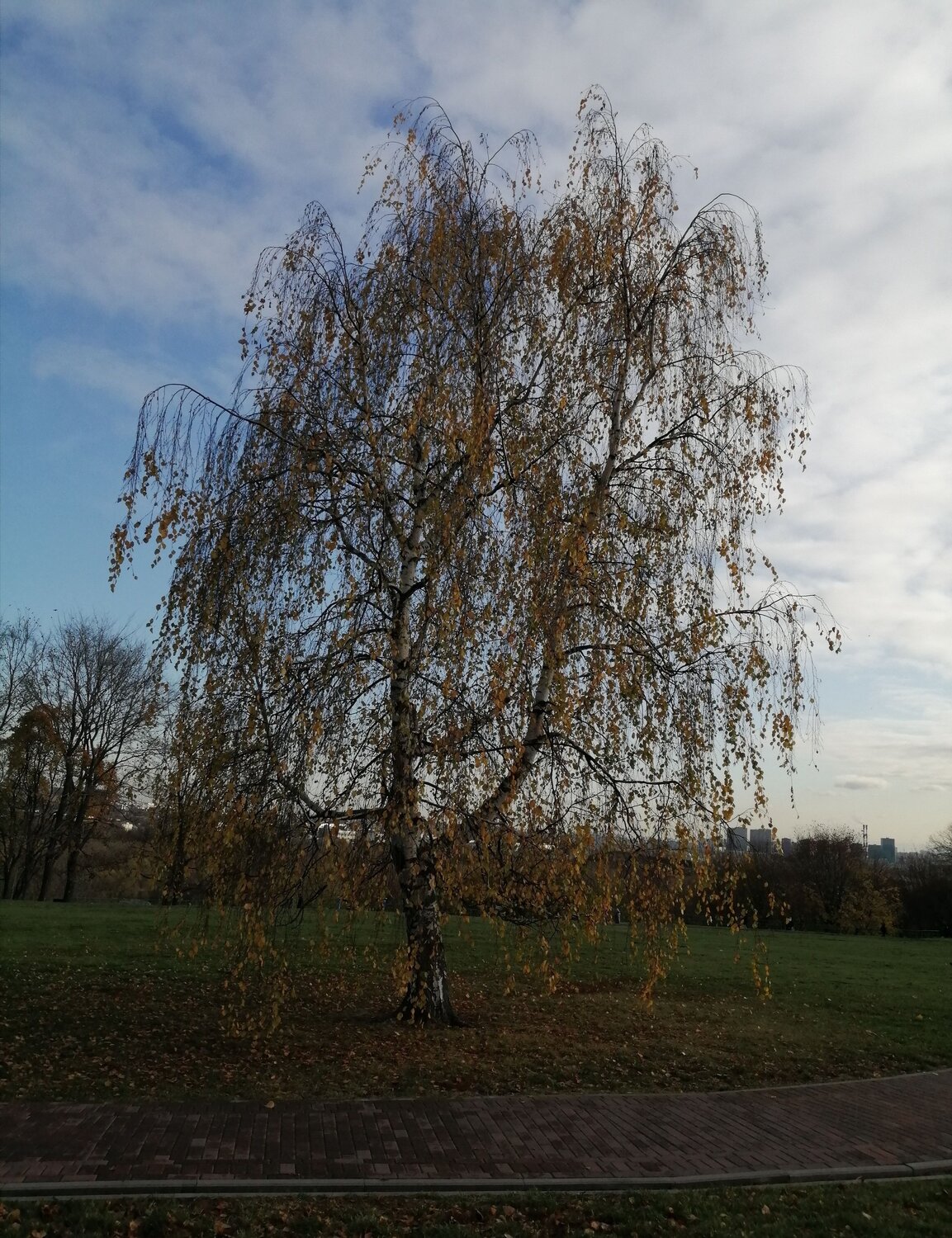 Photo #7358714