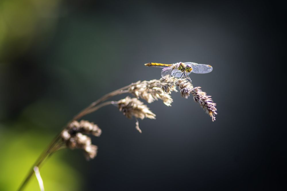 Photograph by Александр Вольхин