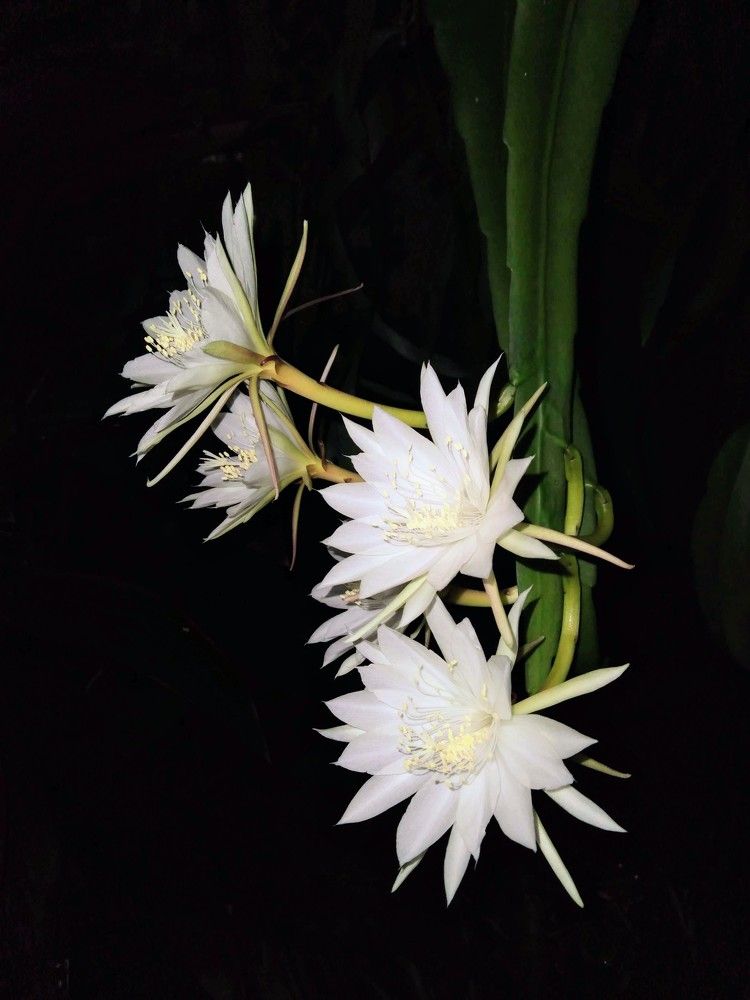 Luz de Noche