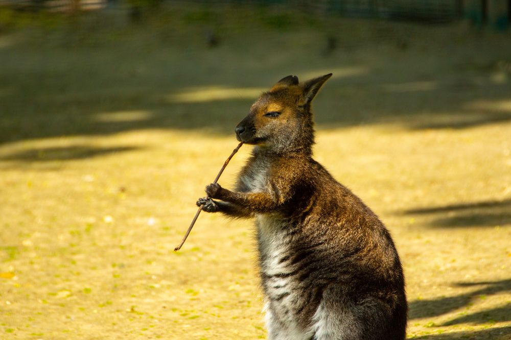 валлаби, играющий на флейте