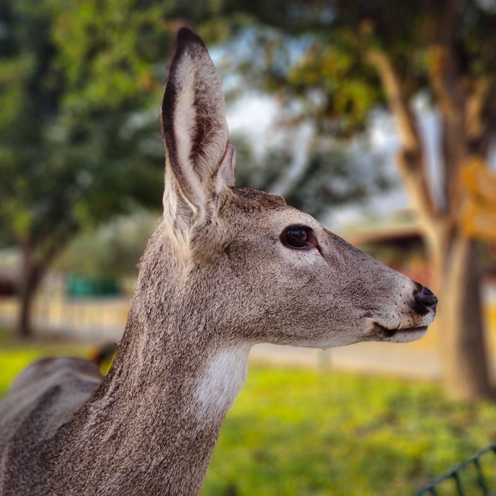 Happy in the Xempal Safari