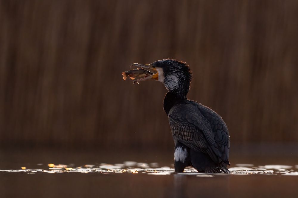 Photograph by Alena Bednarova