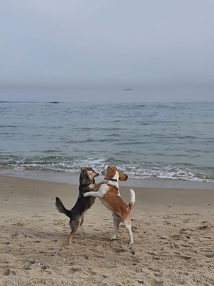 Радостная встреча собак  на прогулке у моря