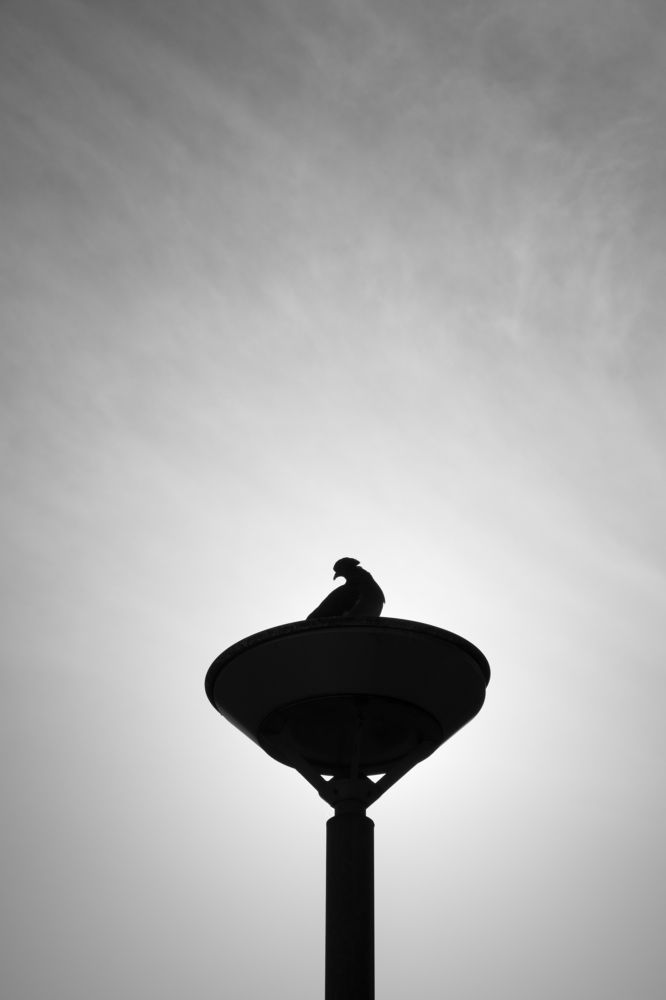 Photograph by Евгения Мамонтова