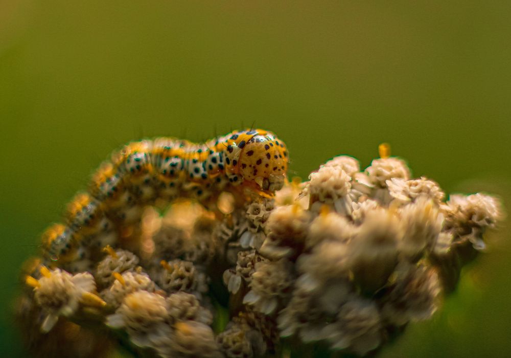 Photograph by Анна Мурга