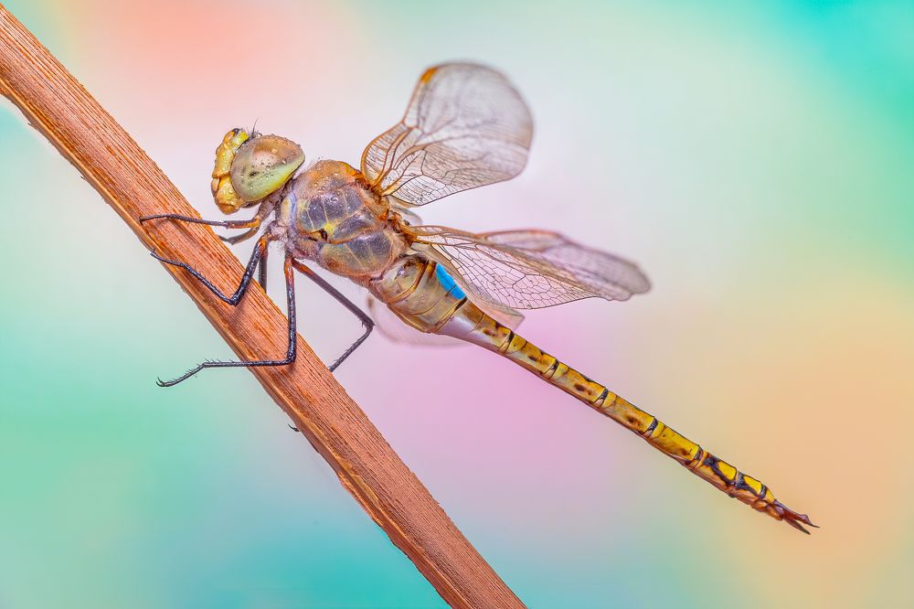 Dragonfly