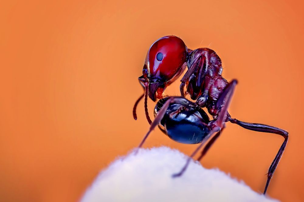 An ant cleans itself