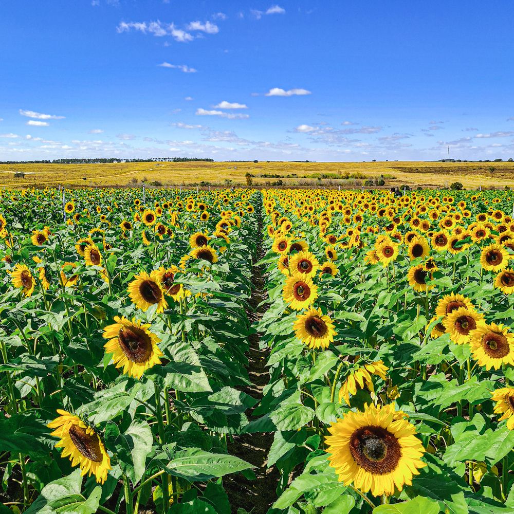 Photograph by Sandra Josefina Sandrea de Bruzual