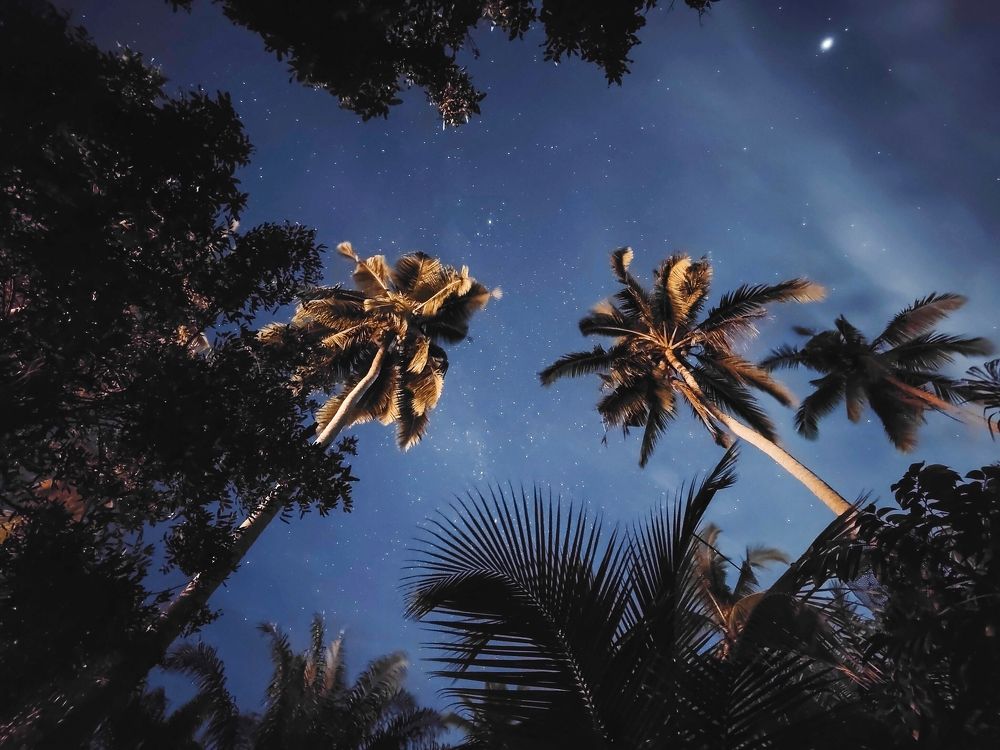 Coconut trees and night sky.