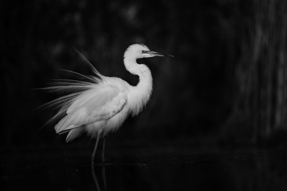 Photograph by Alena Bednarova