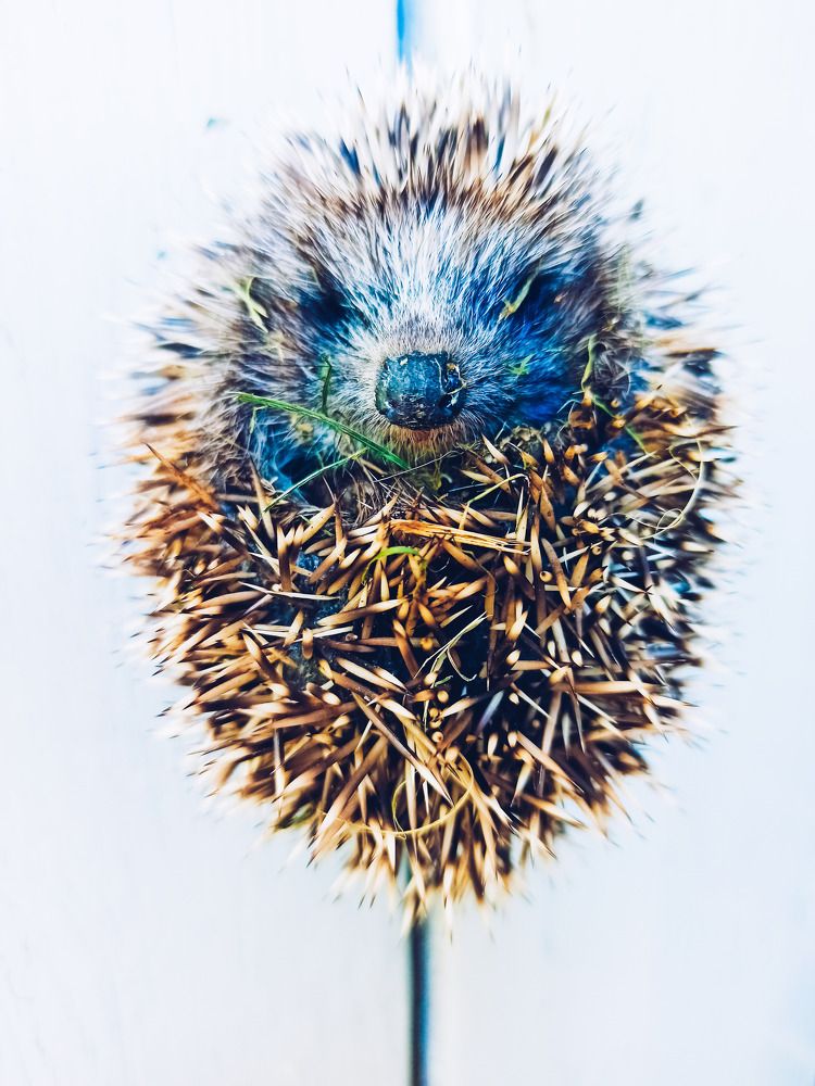 Photograph by Стефанова Татьяна