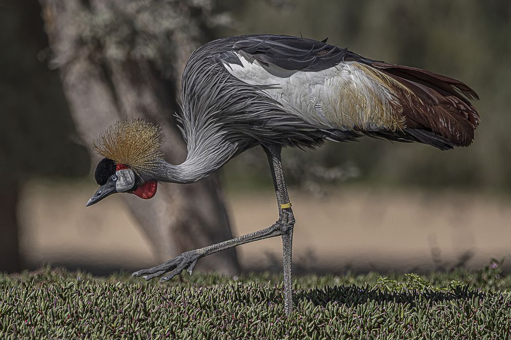 Crowned crane