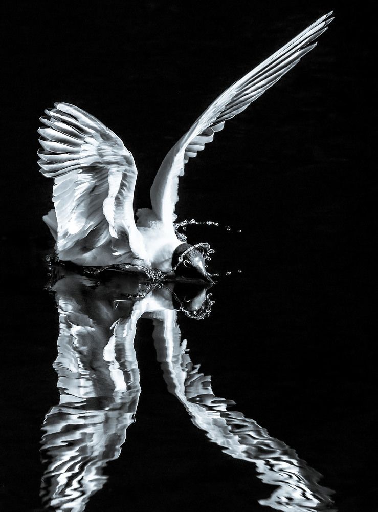 Чайка с отражением.