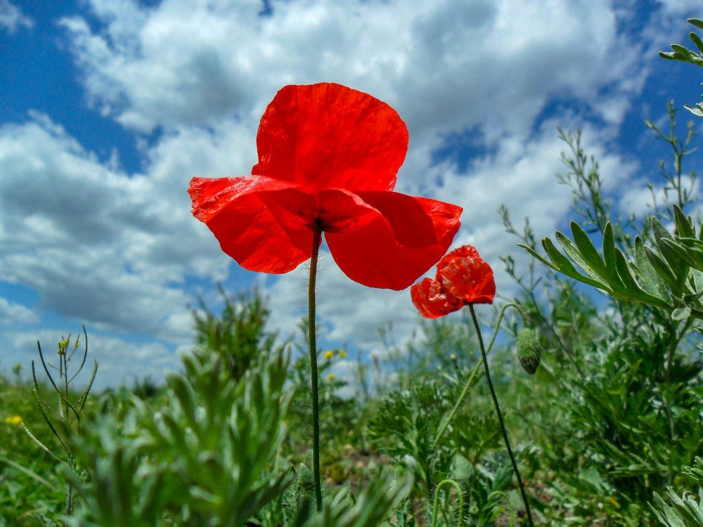 Весна, маки