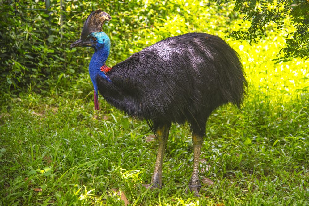 Cassowary on the verge of extinction