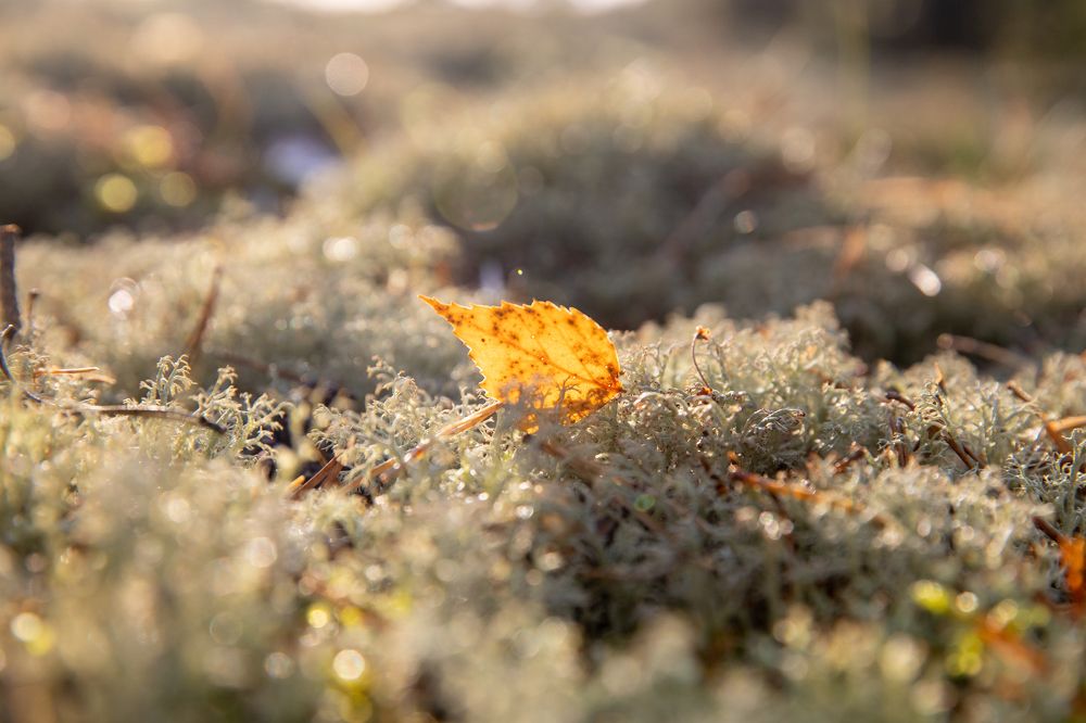 Фотография автора Клавдия Паргачёва